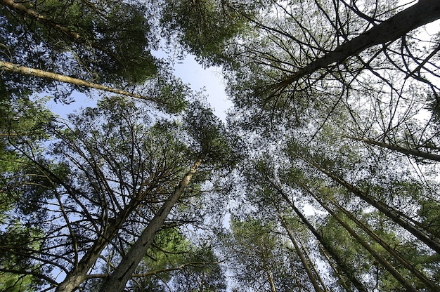 Low angle shot of the beautiful tall trees with green leaves under the bright sky