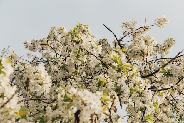 Low angle shot of beautiful white blossoms with the blue sky