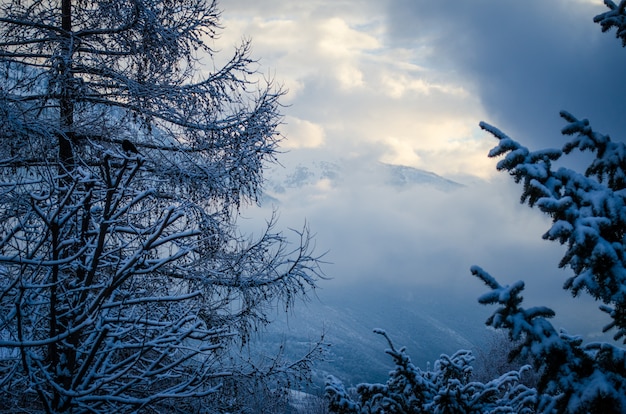 Low angle shot of the beautiful winter sky over a white forest covered in snow