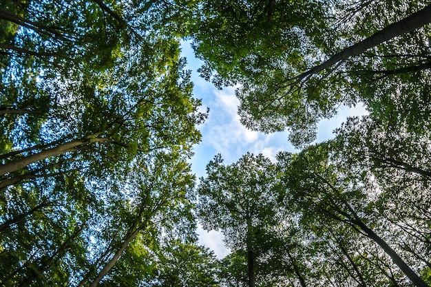 Free photo low angle shot of a blue cloudy sky and a forest full of trees