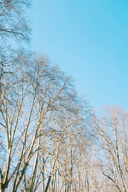 Free photo low angle shot of brown leafless trees under the beautiful blue sky