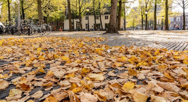 Free photo low angle shot of a building next to a set of bicycles surrounded by trees and dry leaves