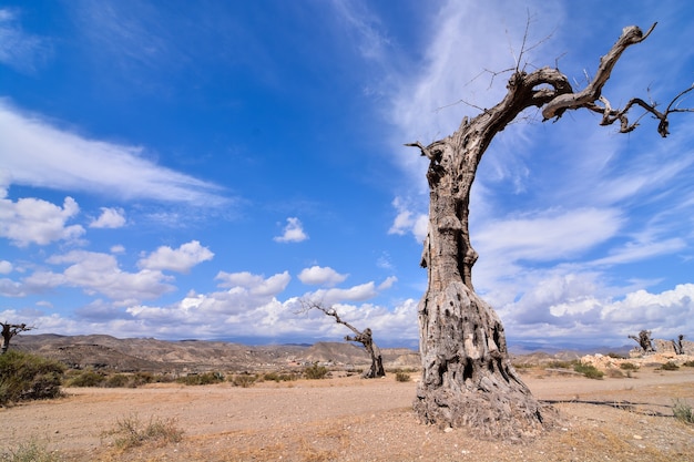 Low angle shot of a dead tree in a desert land with a clear blue sky