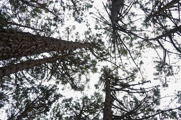 Low angle shot of a dense forest with lots of tall trees