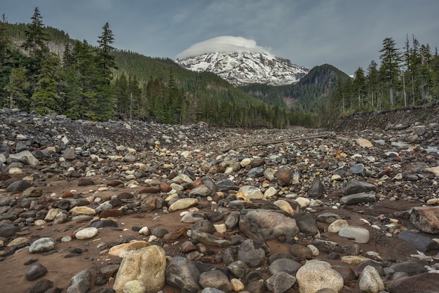 Low angle shot of a dried river surrounded by a green scenery at Mt Rainier, Washington