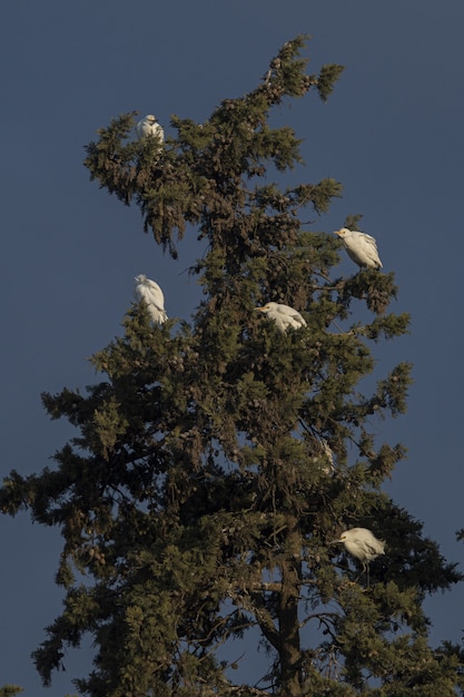 Free Photo low angle shot of egrets at sunset