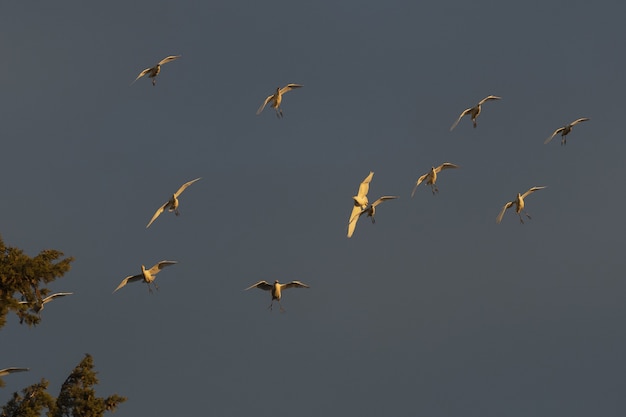 Free photo low angle shot of egrets at sunset