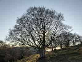 Free photo low angle shot of a field on a hill full of bare trees under the clear sky