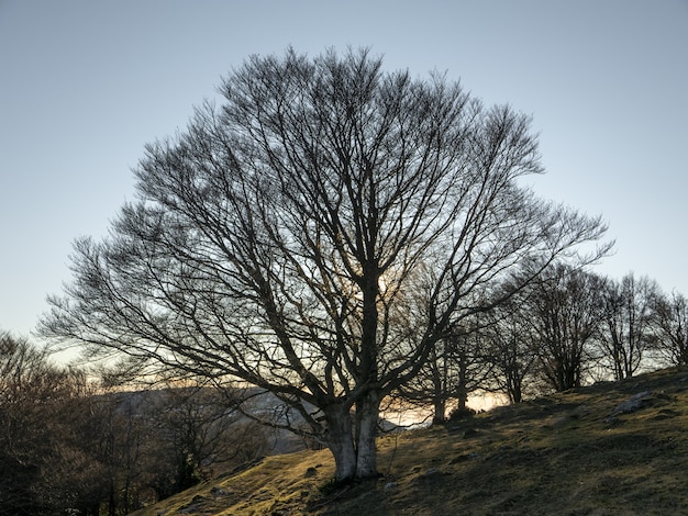 Free Photo low angle shot of a field on a hill full of bare trees under the clear sky