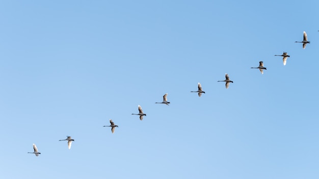 Free Photo low angle shot of a flock of birds flying under a clear blue sky