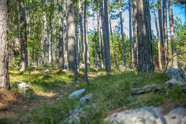 Low angle shot of a forest in Slovenia