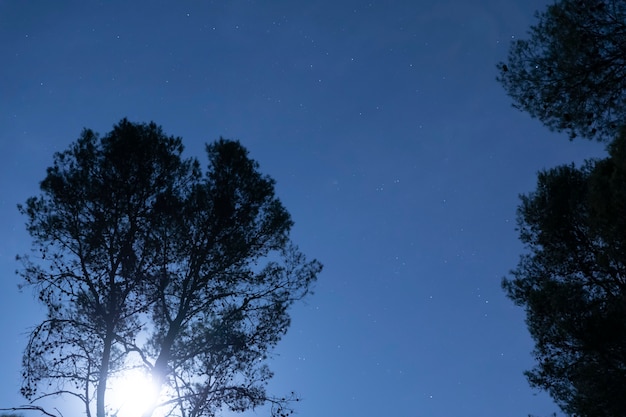 Free photo low angle shot in the forest with starry sky