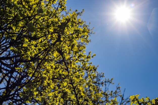 Low angle shot of a green-leafed tree under a bright sky