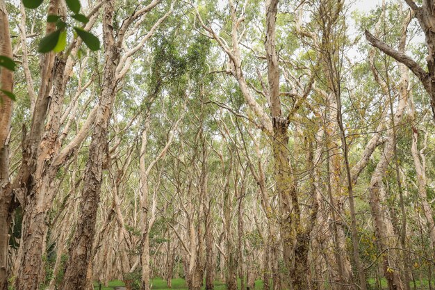 Low angle shot of half-bare tall trees in a forest