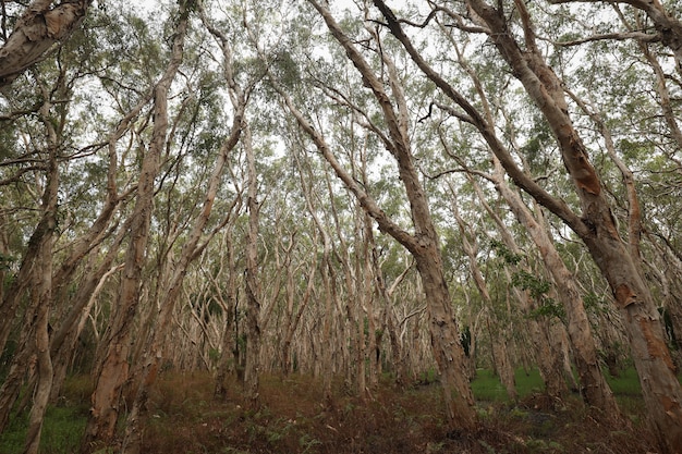 Low angle shot of half-bare tall trees in a forest