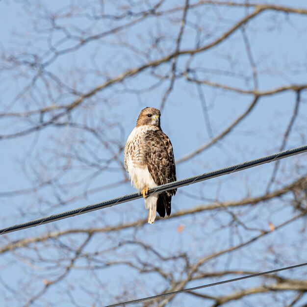 Low angle shot of a hawk resting on the cable wire in the street with a blurred background