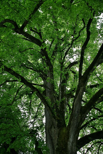 Low angle shot of high green trees on the island of Mainau in Germany