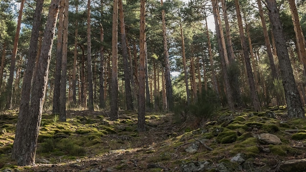 Low angle shot of high trees in the forest