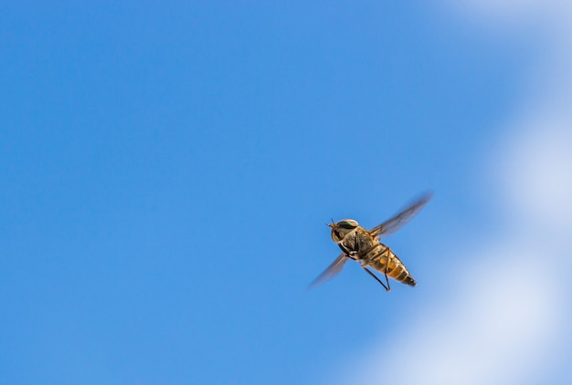 Free photo low angle shot of a horsefly