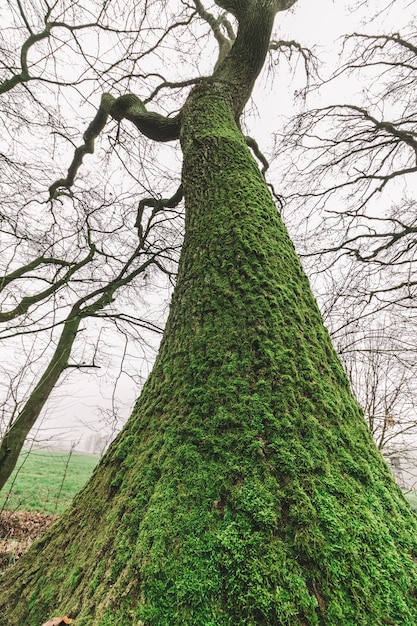 Free Photo low angle shot of a huge tree in the forest with a gloomy sky