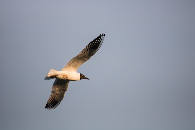 Low-angle shot of a laughing gull flies in the sky