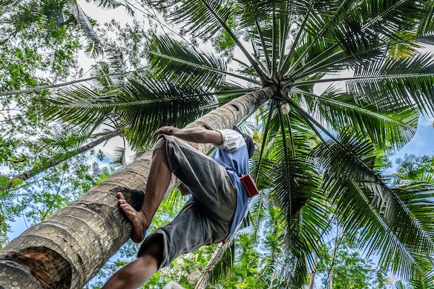 Free photo low angle shot of a male climbing a tall palm tree