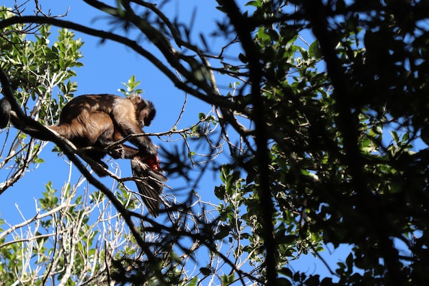 Free photo low angle shot of a monkey hunting a bird on the branch of a tree in a forest