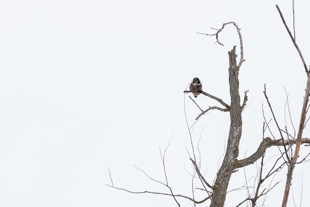 Low angle shot of an owl on a tree branch at daytime in winter