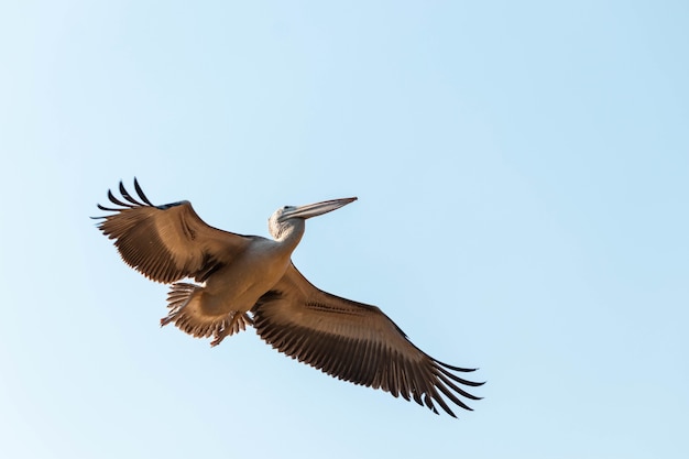 Free photo low angle shot of a painted stork flying under the sunlight and a blue sky