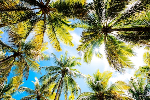 Low angle shot of palm trees under a blue cloudy sky