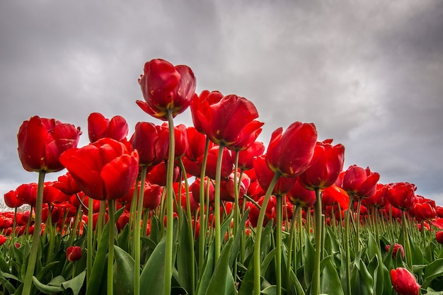 Free Photo low angle shot of a red flower filed with a cloudy sky in the background