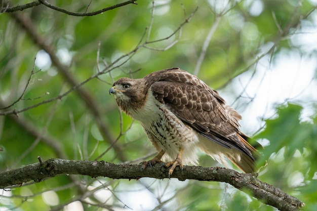 Free Photo low angle shot of a red-tailed hawk on a tree