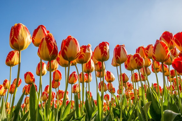 Free photo low angle shot of red and yellow flower field with a blue sky in the