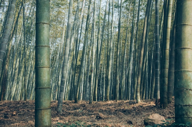 Low angle shot of sagano bamboo forest