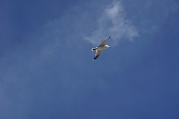 Free Photo low angle shot of a seagull flying in a clear blue sky during daytime