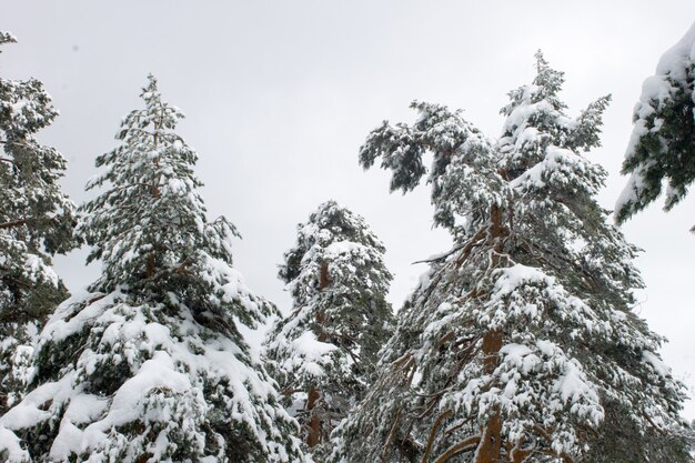 Low angle shot of snow-covered tall trees in a field during daylight