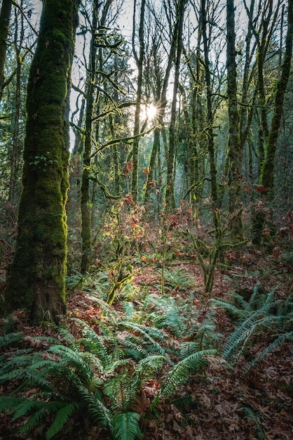 Free photo low angle shot of sunrise over a green scenery with high rise trees in canada