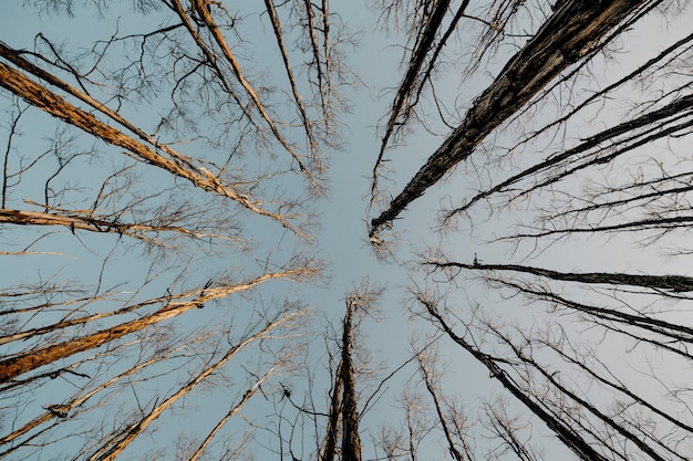 Free photo low angle shot of tall dry bare trees with the grey sky in the