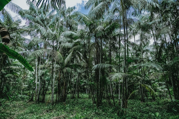 Low angle shot of the tall palm trees in the wild forest in Brazil