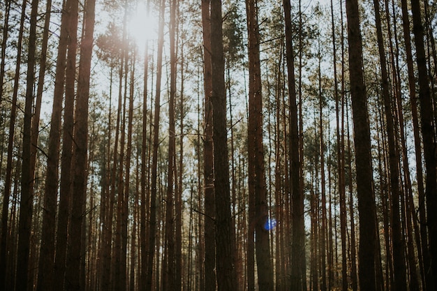 Free photo low angle shot of tall spruce-fir trees in a forest under the shining sun in the background