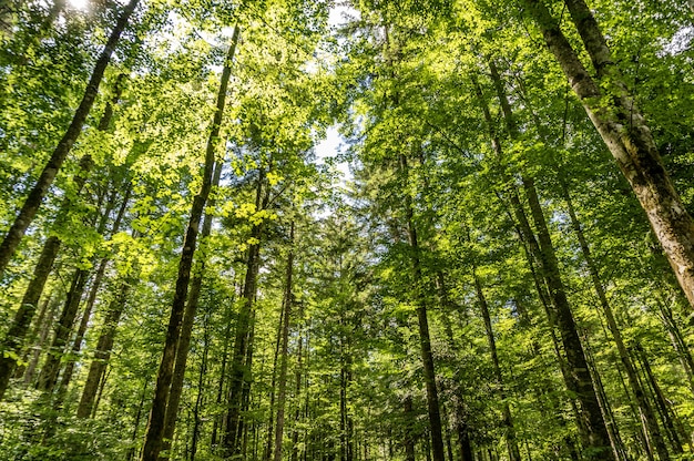 Low angle shot of tall trees in the forest on a sunny day