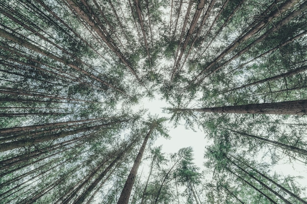 Low angle shot of thin trees in a forest