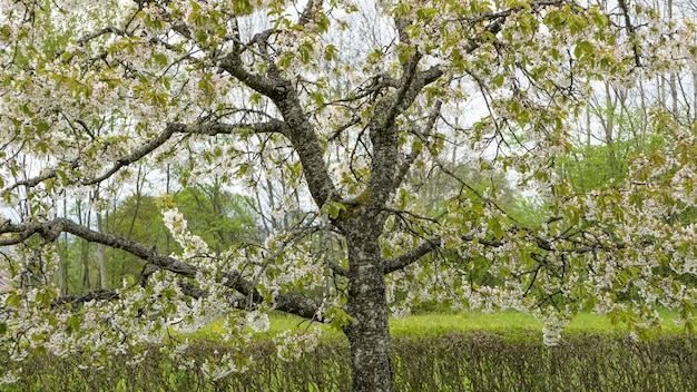 Free photo low angle shot of a tree blooming during springtime