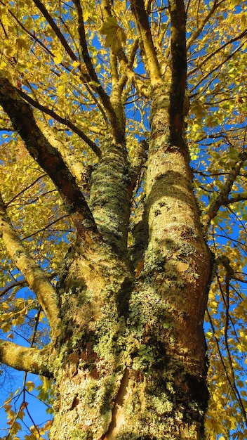 Free photo low angle shot of a tree trunk with yellow autumn leaves against a blue sky