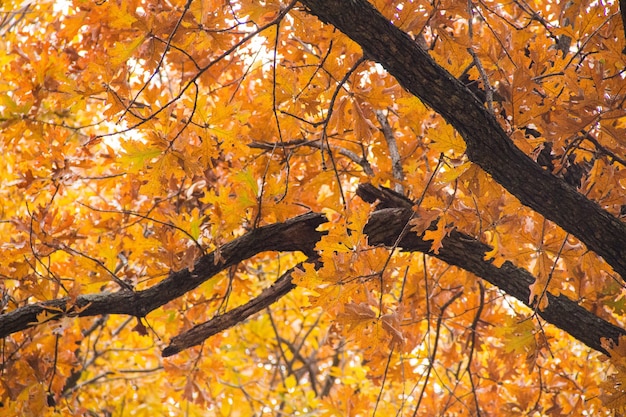 Free photo low angle shot of a tree with yellow leaves