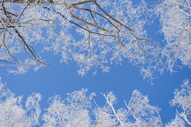 Low angle shot of trees covered with snow with a clear blue sky in the background