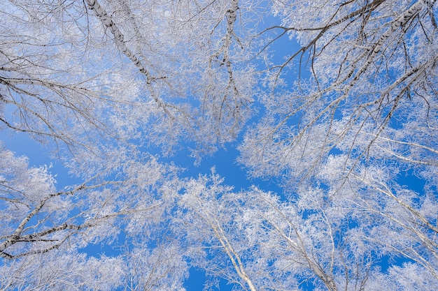 Low angle shot of trees covered with snow with a clear blue sky in the background