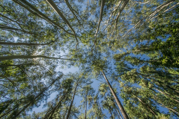 Low angle shot of trees in the forest