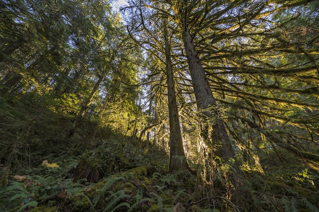 Low angle shot of trees in a forest