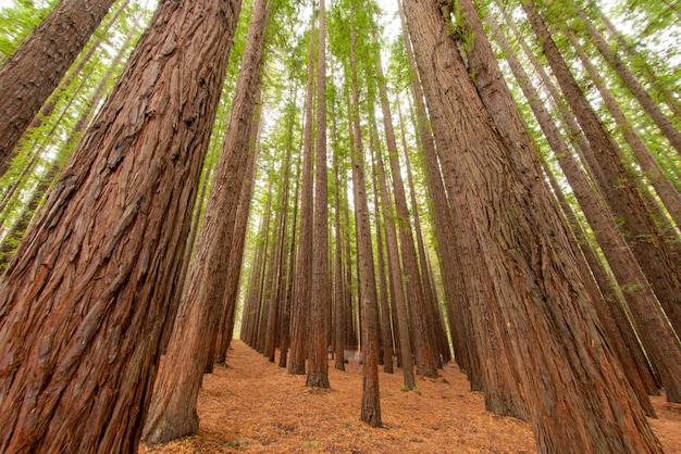 Free photo low angle shot of the trees in a redwood forest